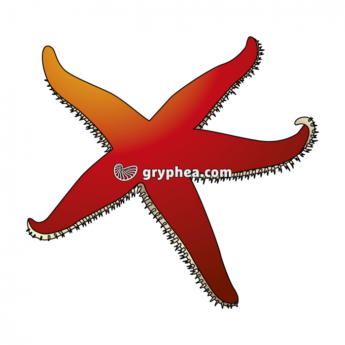 Etoile de mer (échinoderme) - infographie - gryphea.org